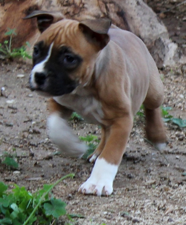 DDDawgs Red Bull (AI)